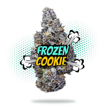 Frozen Cookie (3.5g - 1/8oz) - Premium Shelf - Hybrid