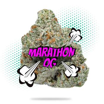 Marathon OG - Topshelf Indoor - New Drop - Hybrid