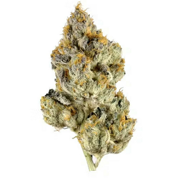 Takeout 4g Lotus Dreams