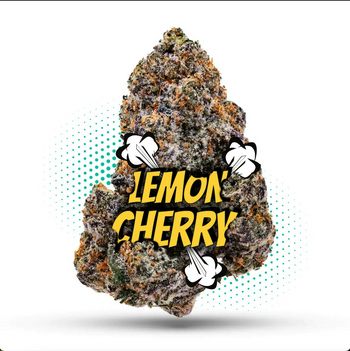 LCG - Topshelf Indoor- New Drop- Hybrid