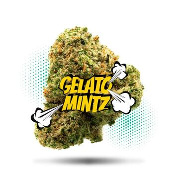 Gelato Mintz (3.5g - 1/8oz) - PREMIUM FLOWER - Hybrid
