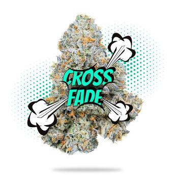 Cross Fade - Topshelf Indoor - 3.5g - New Drop - Hybrid
