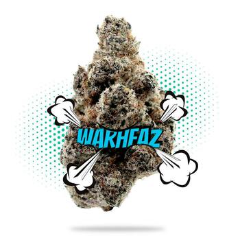 WarHeadz Top Shelf Indoor - Hybrid