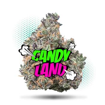 Candy Land (3.5g - 1/8oz) - Topshelf Indoor - Hybrid