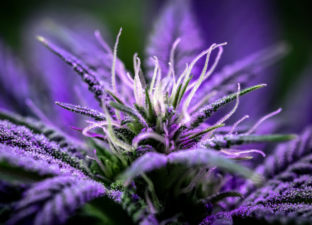 Hemp potency factors: The strongest weed strains