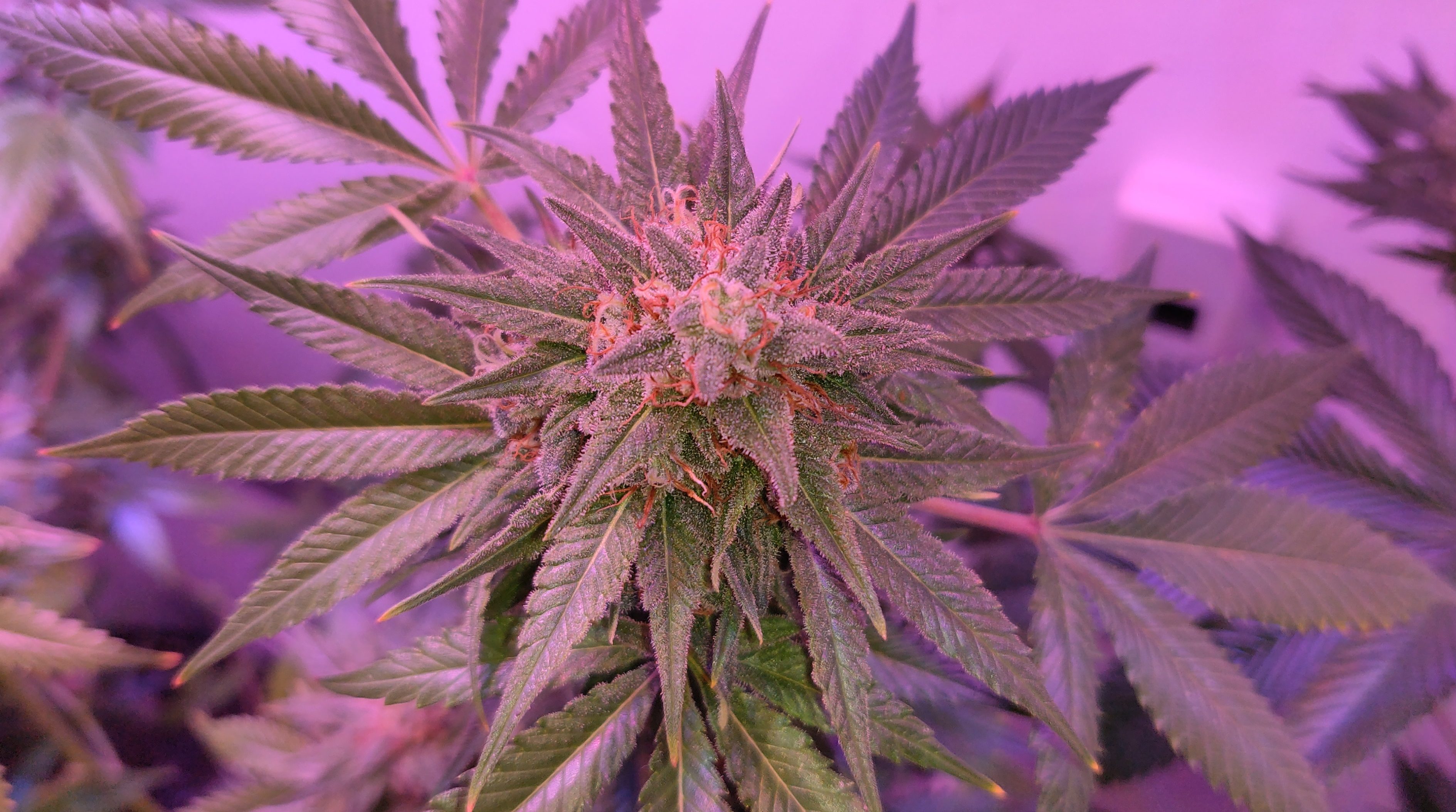 CBD Is A Cool Therapy to Treat Coke Misuse, Meta-Study Finds